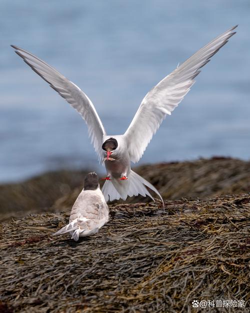 鳥能上飛機嗎:深入解析鳥類攜帶、運輸與相關規範 1 鳥能上飛機嗎