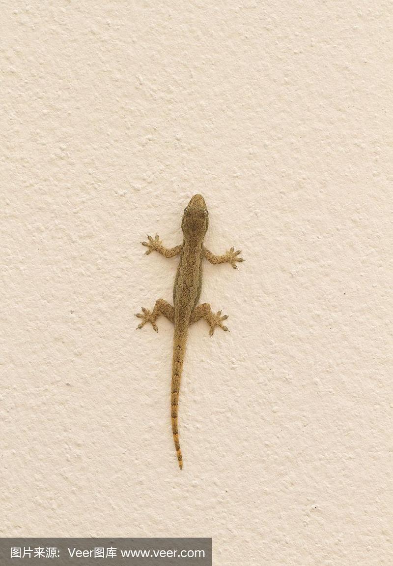 壁虎為什麼可以在牆壁上?解密自然界的超凡黏附奇蹟與科學原理! 1 壁虎為什麼可以在牆壁上