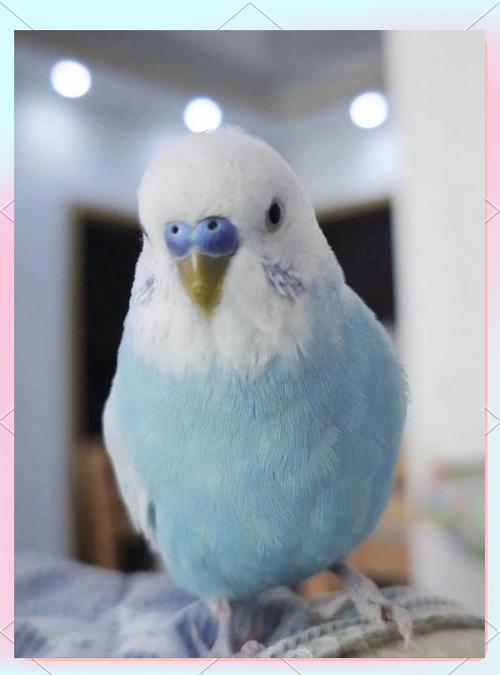 鸚鵡拔毛