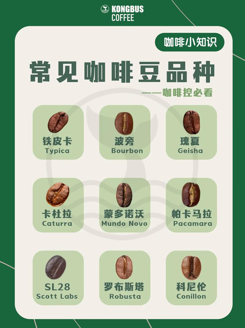 什麼咖啡豆比較好