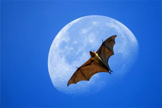 夢到蝙蝠:深度解析不同情境下的蝙蝠夢境寓意與心理啟示 3 夢到蝙蝠