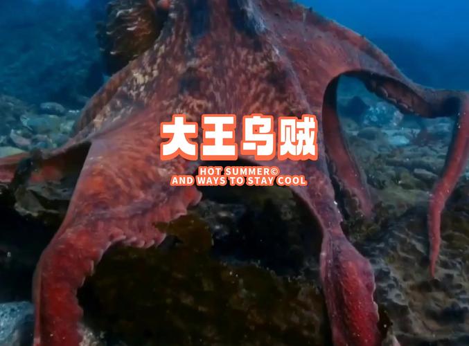 大王烏賊吃什麼