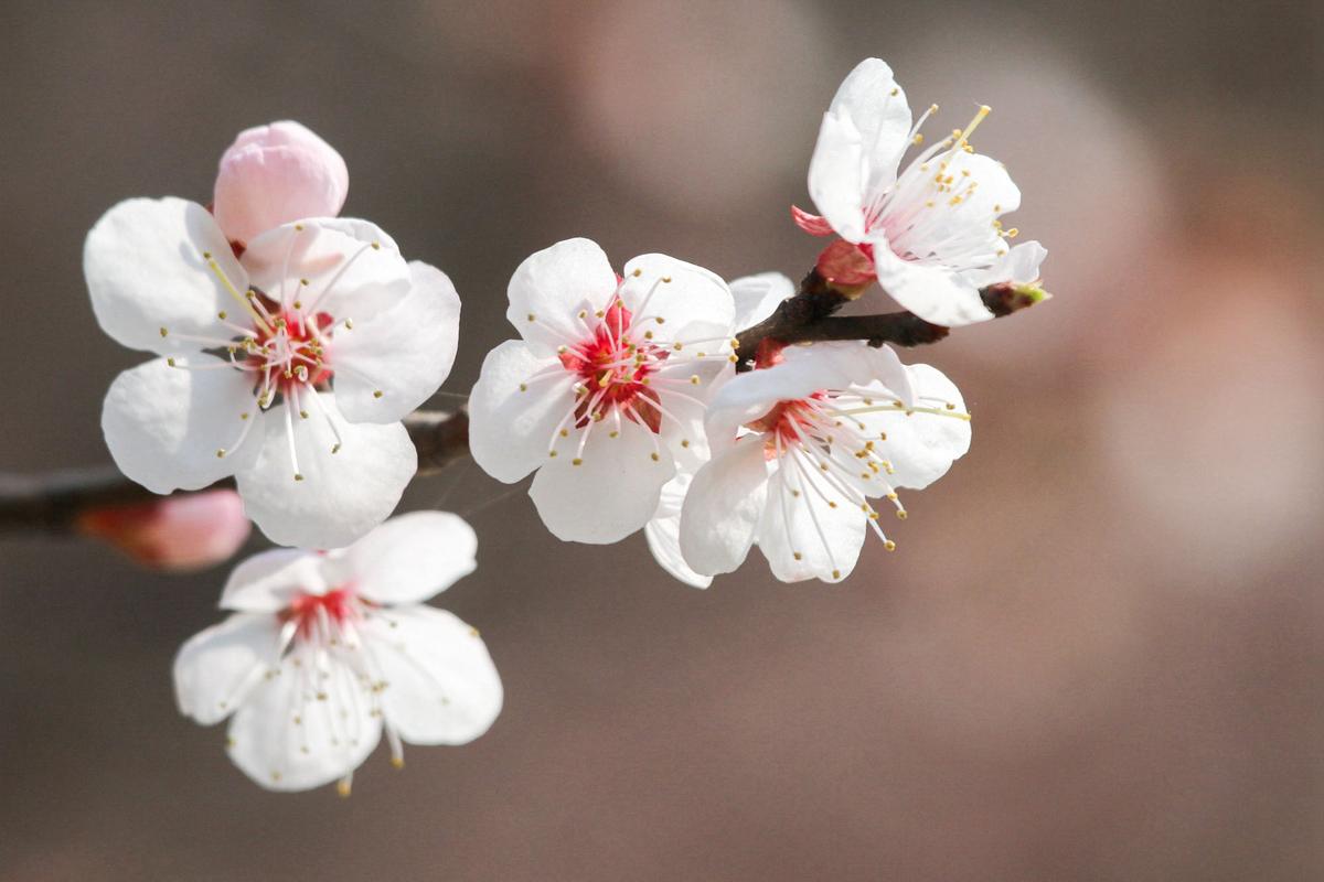 杏花是哪個季節