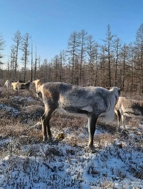 內溫動物有哪些