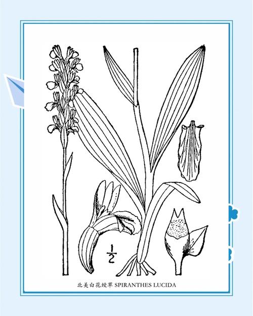 綬草是蘭花嗎