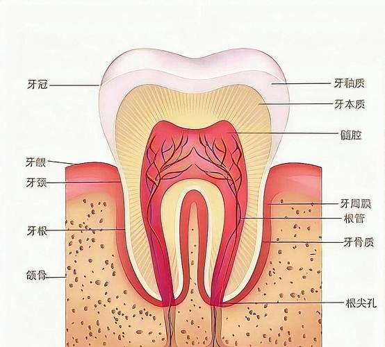 牙齒是器官嗎