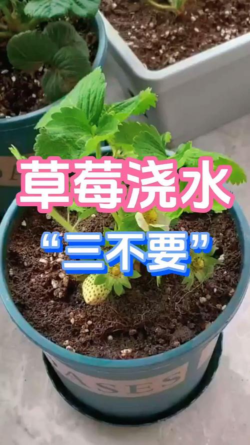 草莓多久教一次水