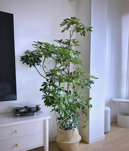 鴨掌木