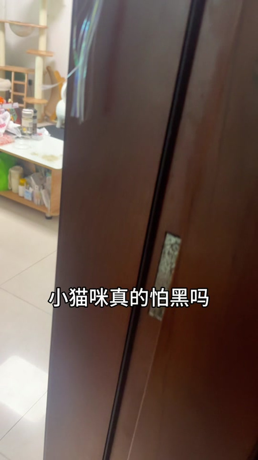 貓會怕黑嗎?深入解析貓咪夜視能力、感官世界與對黑暗的真實反應 1 貓會怕黑嗎