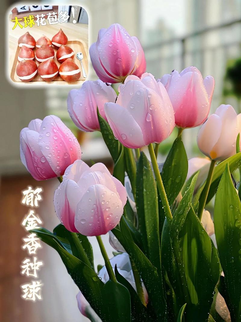 鬱金香有香味嗎