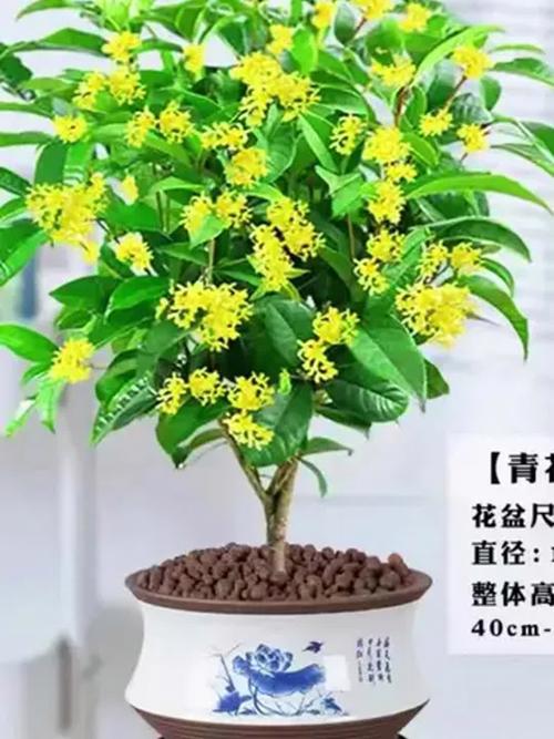 桂花可以放在室內嗎?專家解析:打造室內桂花香的秘訣與注意事項 1 桂花可以放在室內嗎