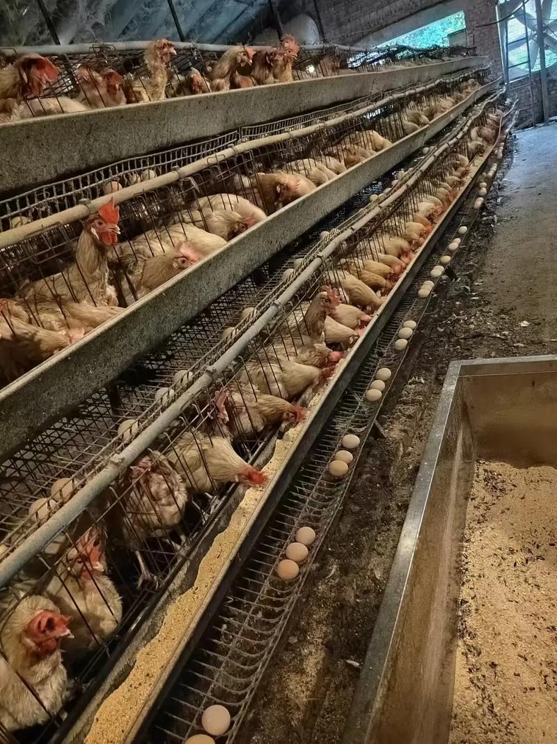 肉雞一隻多少錢