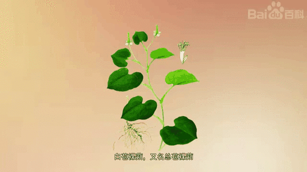 總苞是什麼
