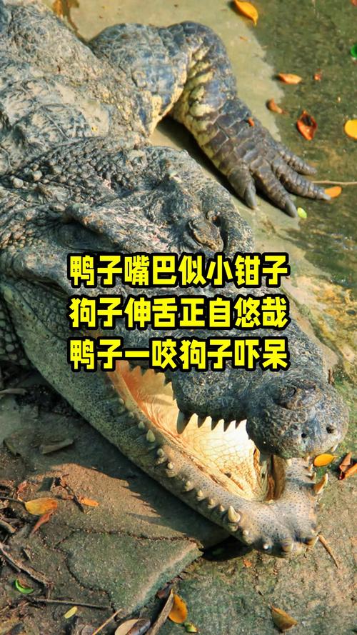 為什麼鴨子喜歡咬人