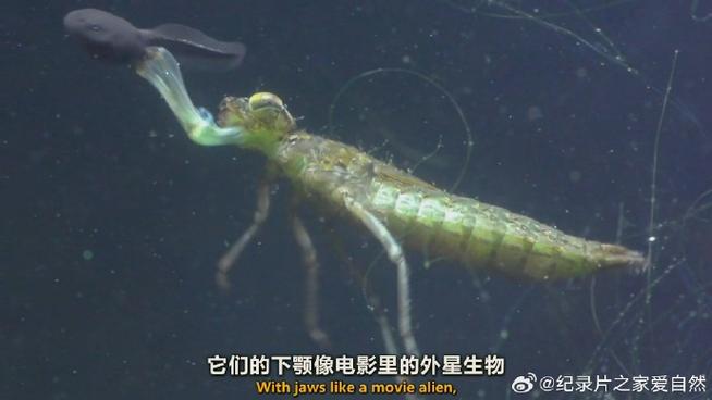 爬蟲行為是什麼