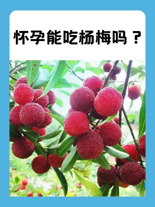 楊梅能吃嗎