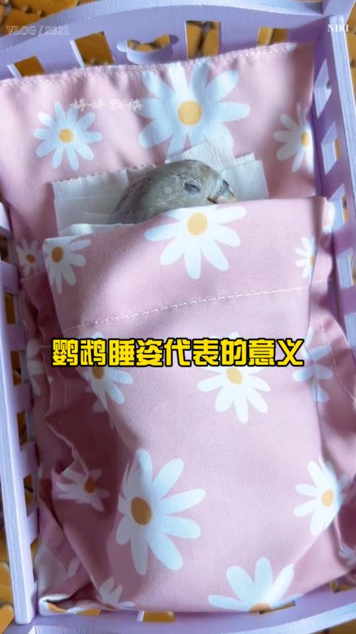 鸚鵡是怎麼睡覺