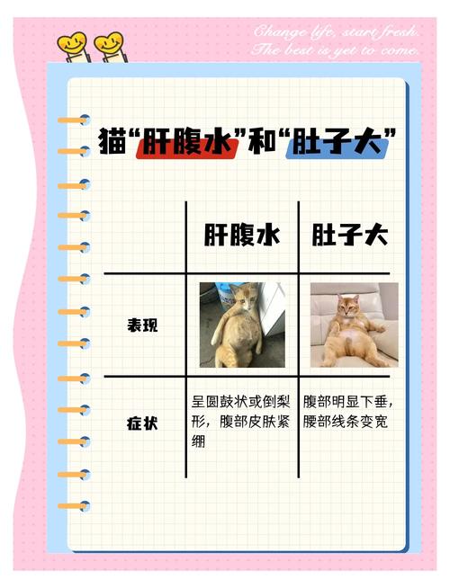 怎麼判斷貓咪肚子餓