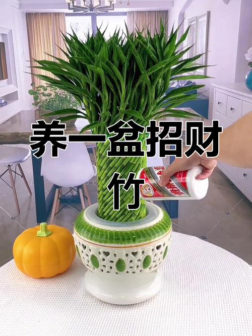 開運竹可以放財位嗎