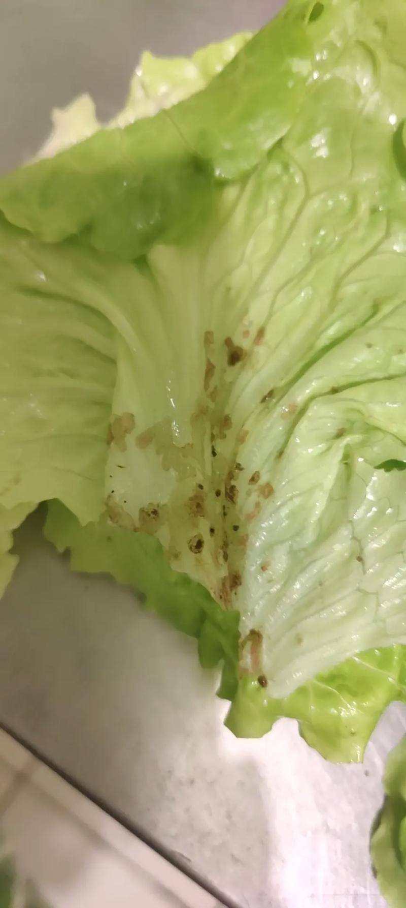 超市 生菜 要洗 嗎