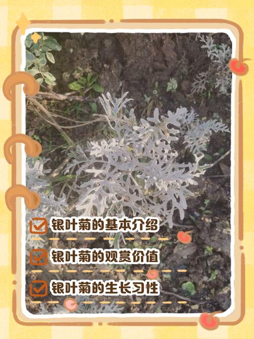 銀葉菊可以吃嗎