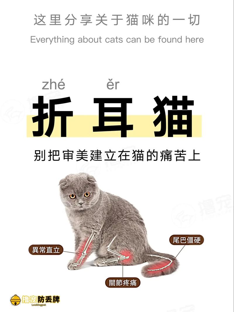 折耳貓可以活多久