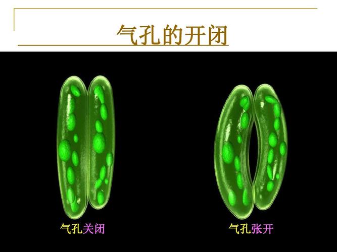 為什麼本生燈的氣孔需半開