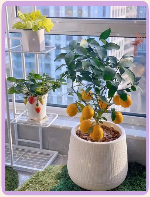 檸檬可以種在室內嗎