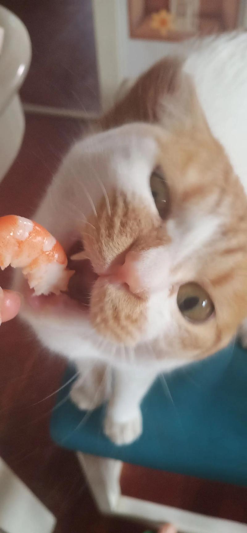 貓咪可以吃蝦片嗎