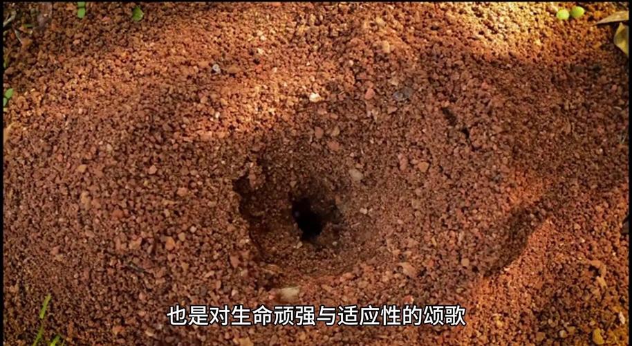 螞蟻會跌死嗎