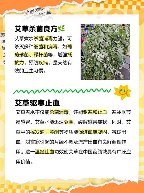 艾草如何照顧