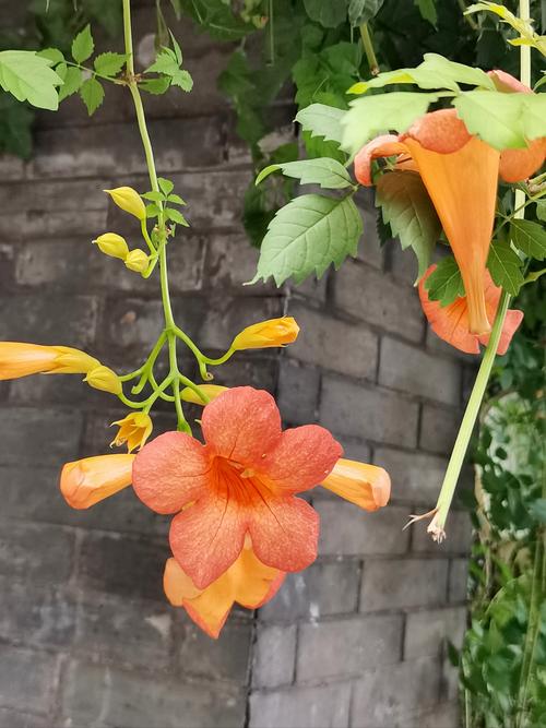 凌霄花