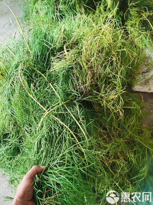 松騰是做什麼的