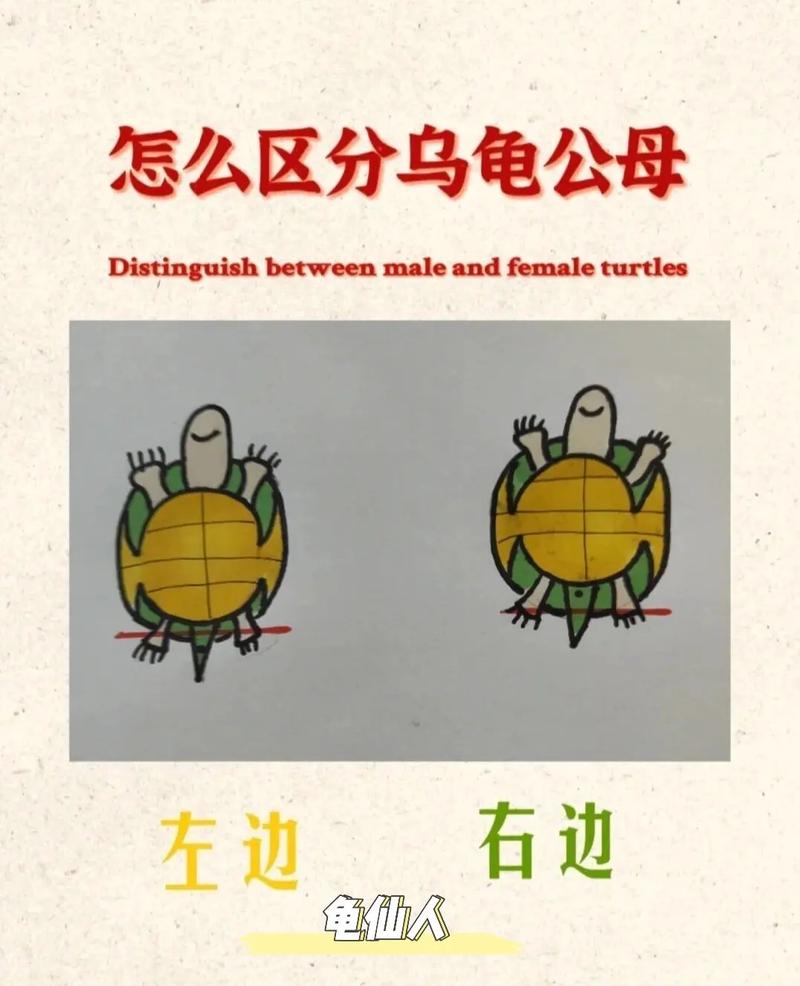 食蛇龜公母如何分辨