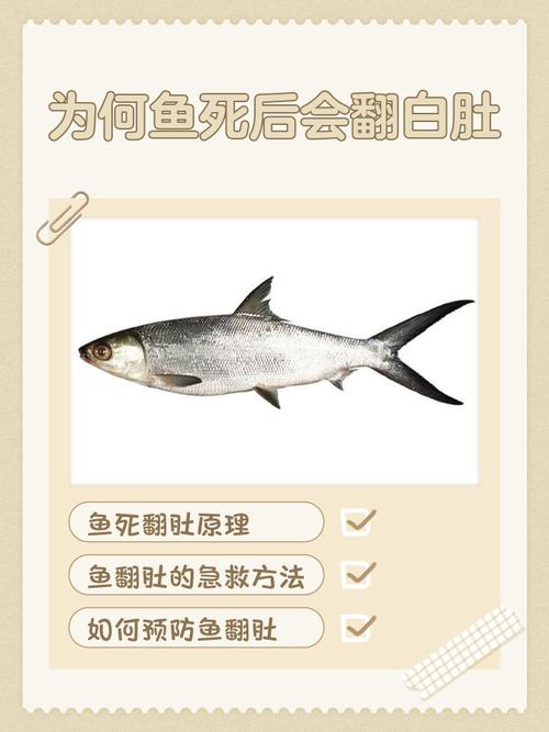魚為什麼會腹水