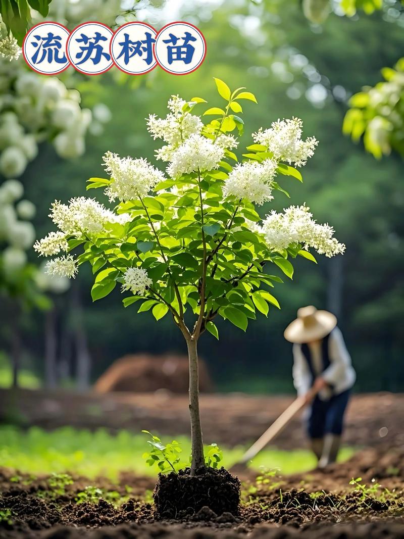 流蘇是原生種嗎