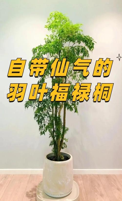 福祿桐可以曬太陽嗎
