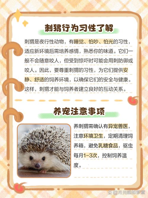 怎麼跟刺蝟培養感情
