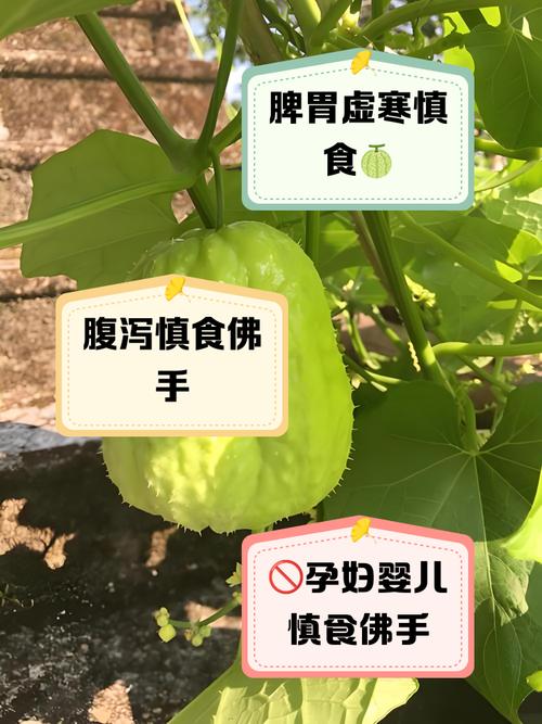 佛手瓜不能跟什麼一起吃