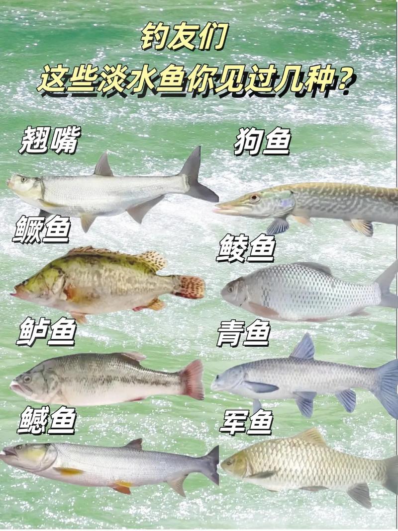 淡水能釣魚嗎