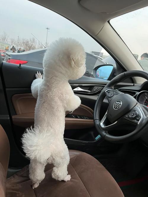 宏匯可以帶狗嗎