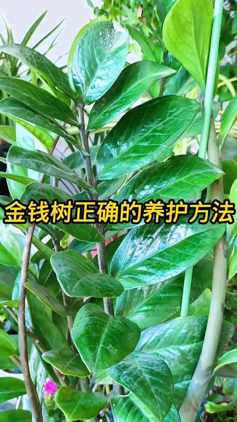 金錢樹分株