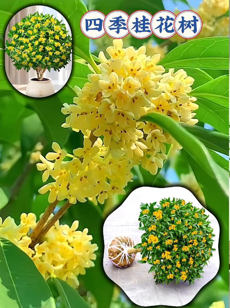 桂花有哪些品種