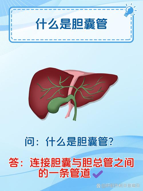 膽囊儲存什麼