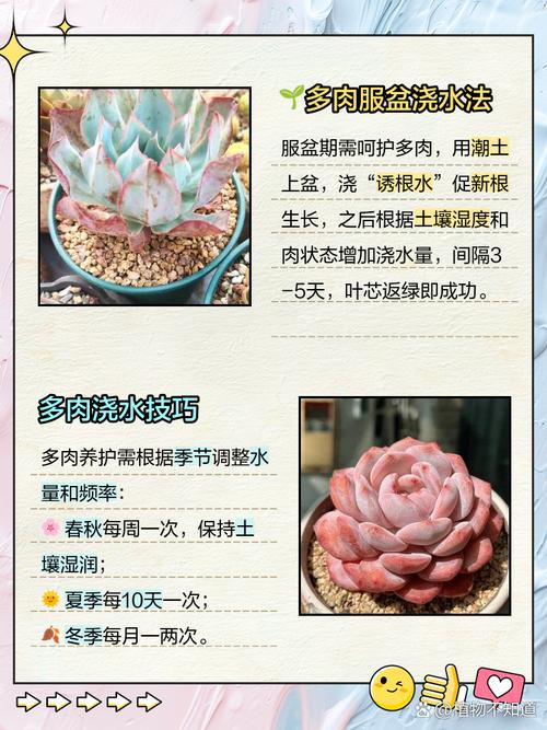 多肉夏天多久澆一次水