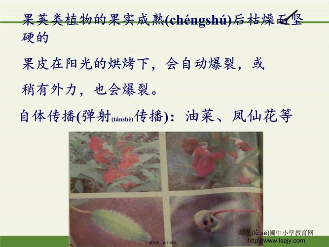 為什麼植物要把種子散播到遠處去