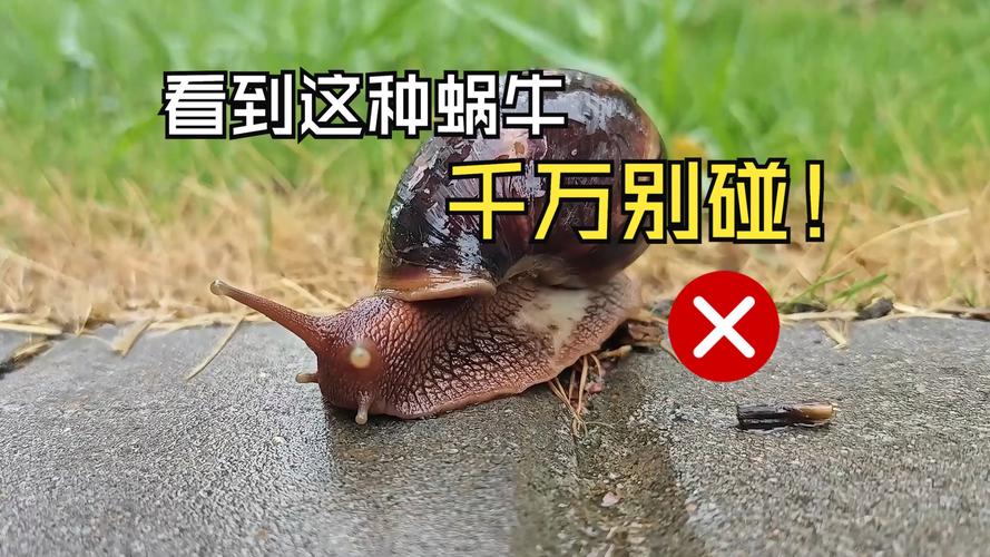 蝸牛最怕什麼