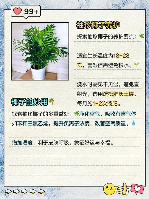 袖珍椰子如何照顧