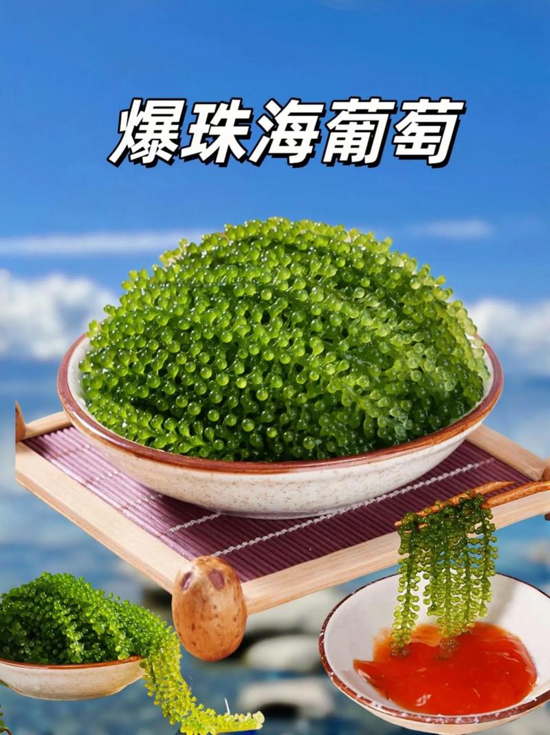 海葡萄如何養