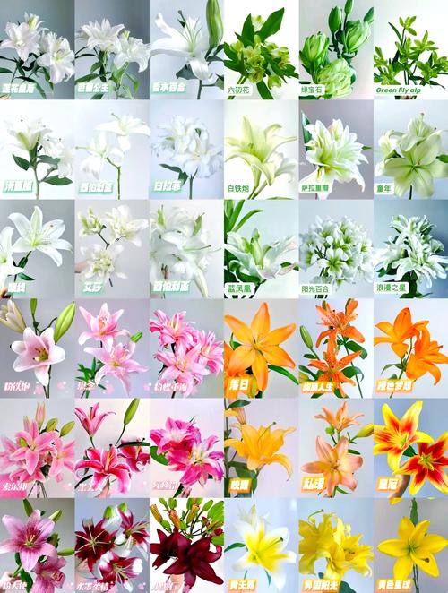 百合花有什麼顏色